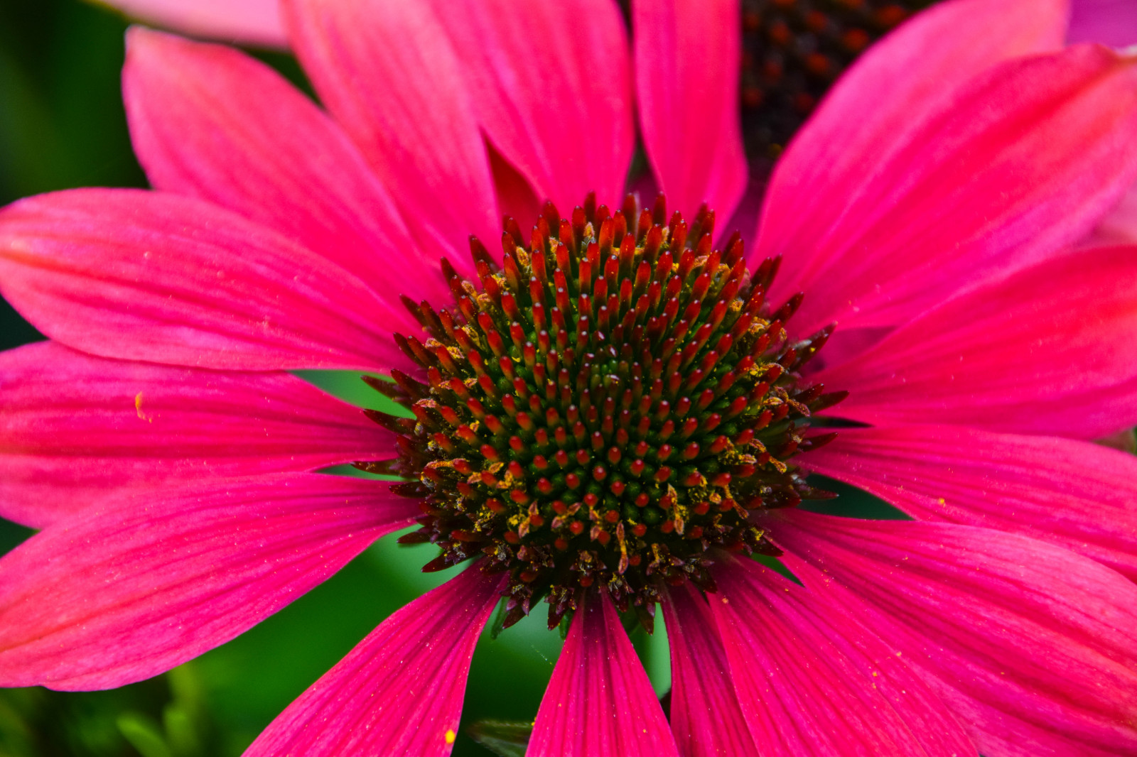 zahrada, město, ulice, rostliny, fotografování, Švédsko, růžový, Sedmikráska, Sverige, květ, rostlina, cityview, flóra, sk nel n, se, Lund, Botanická zahrada, botanicgareden, botaniskatr dg rden, botaniksatr dg ren, okvětní lístek, suchozemská rostlina, kvetoucí rostlina, zblízka, jednoletá rostlina, makro fotografie, závod stonek, daisy rodina, třapatka