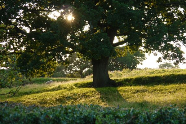 sunlight,quote,nature,grass,forest,garden