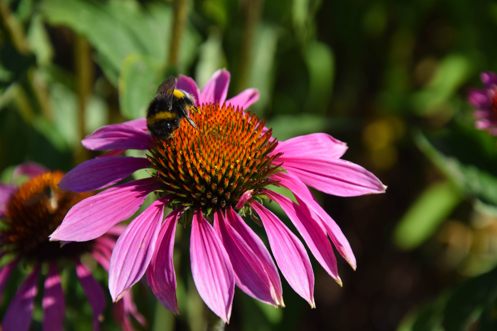 fiori, giardino, natura, insetto, verde, estate, fiorire, bombo, Ape, fiore, pianta, flora, Humla, petalo, fauna, Fiore di campo, botanica, impianto di terra, pianta fiorita, avvicinamento, pianta annuale, fotografia macro, invertebrato, famiglia delle margherite, membrana insetto alato, nettare, coneflower