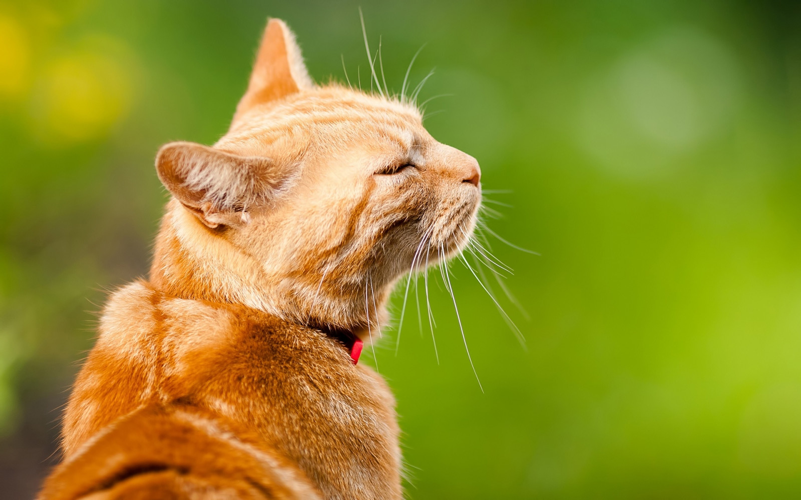 gato, cara, fundo, conteúdo, cor, colarinho