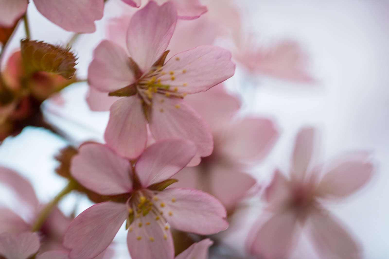 jídlo, makro, větev, Třešňový květ, květ, růžový, jaro, květ, rostlina, flóra, makro, okvětní lístek, Blom, rosa, vyrobit, suchozemská rostlina, kvetoucí rostlina, zblízka, makro fotografie, růže rodina