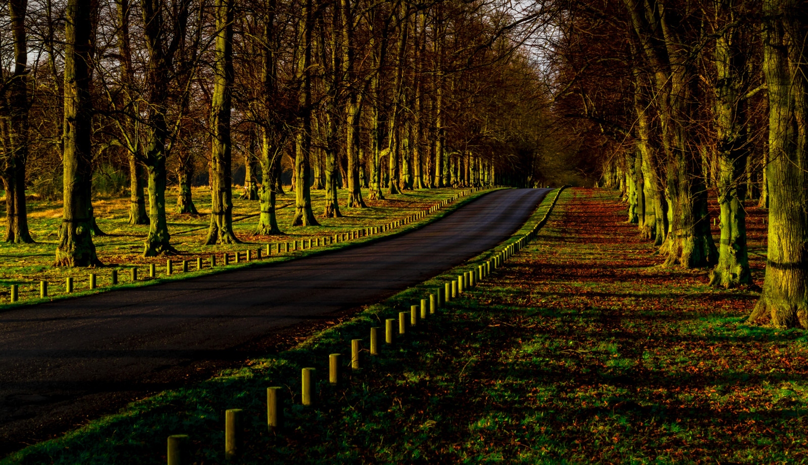 vej, parkere, morgen, skygge, Sol, træ, asfalt, Nikon, Citron, asfalt, nationaltrust, Limetree, nikond3200, clumberpark, D3200, limetreeavenue