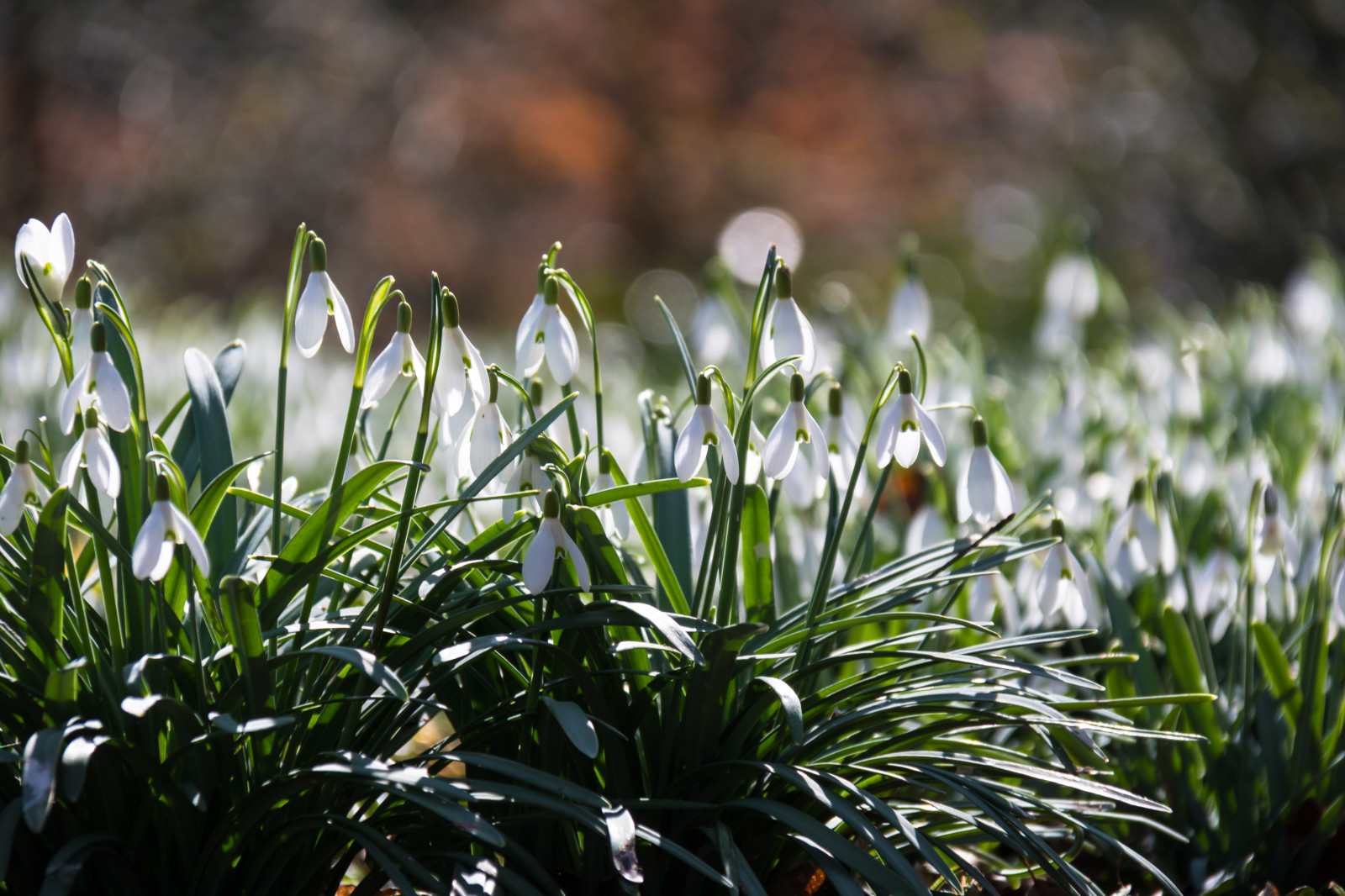 hvid, natur, græs, grøn, forår, blad, blomst, baggrundsbelyst, plante, flora, blomma, Stadsparken, Trelleborg, v r, sn droppe, vintergæk, vit, græsplæne, botanik, jord plante, blomstrende plante, makrofotografering, græs familie, stængelplante, galanthus