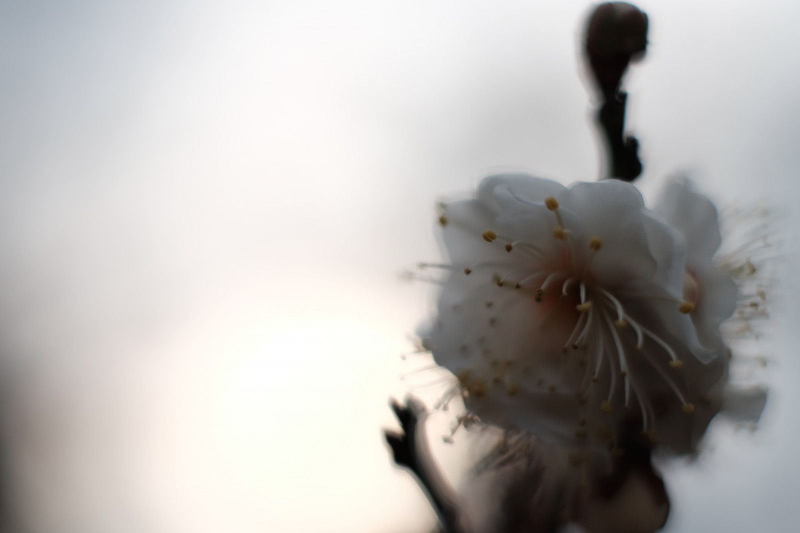 Wallpaper : white, branch, blossom, spring, Tokyo, fujifilm, flower