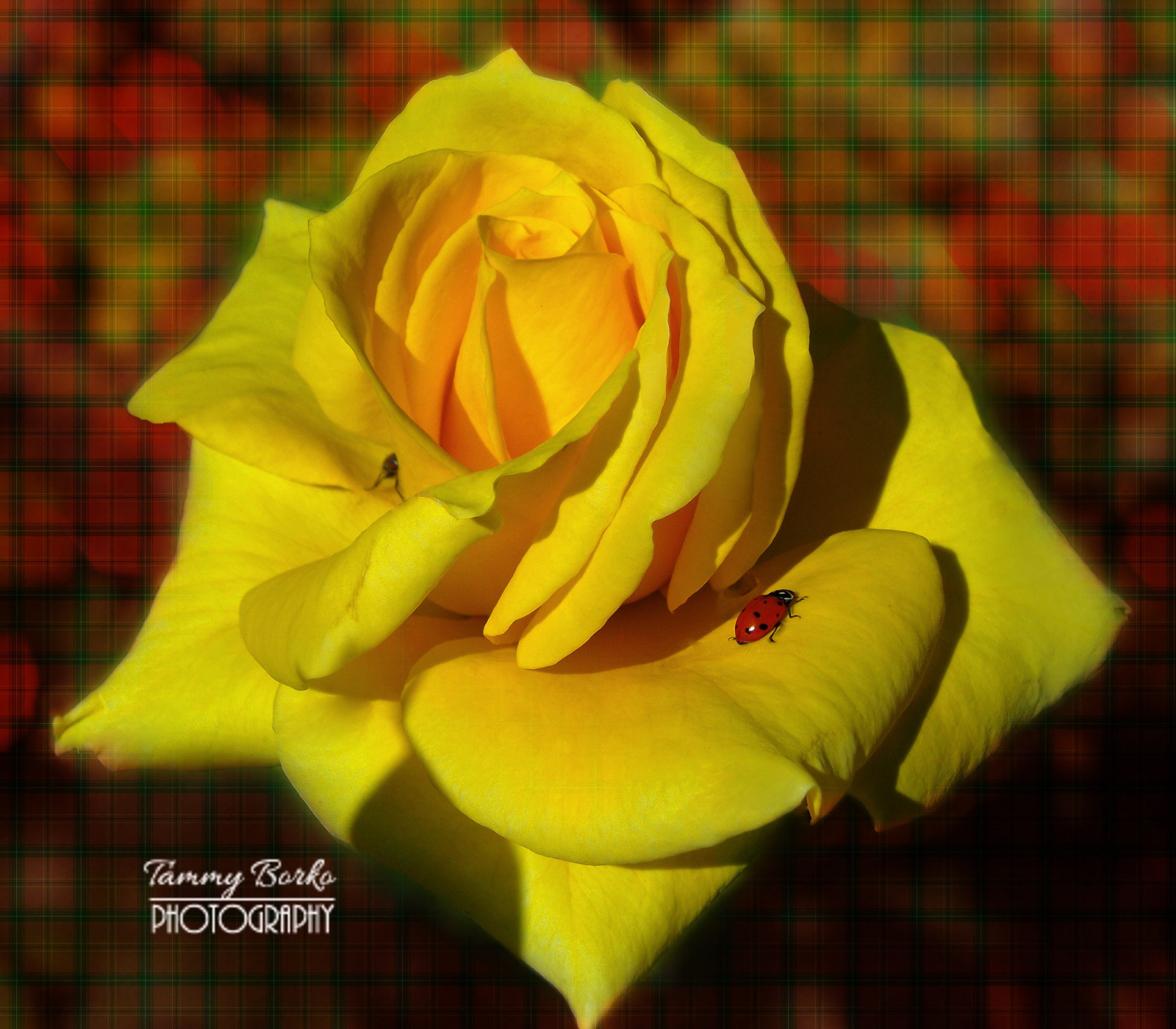 fiori, fiore, macro, floreale, rosa, giallo, avvicinamento, insetto, giardino, d'oro, Texas, bokeh, yellowflower, Giallo giallo, coccinella, spine, spinoso, Fiori di giardino, Yellowroses, flowerphotography, Yellowroseoftexas, Floreali, floralphotography, Borko, Ladybugonrose, tammyborkophotography