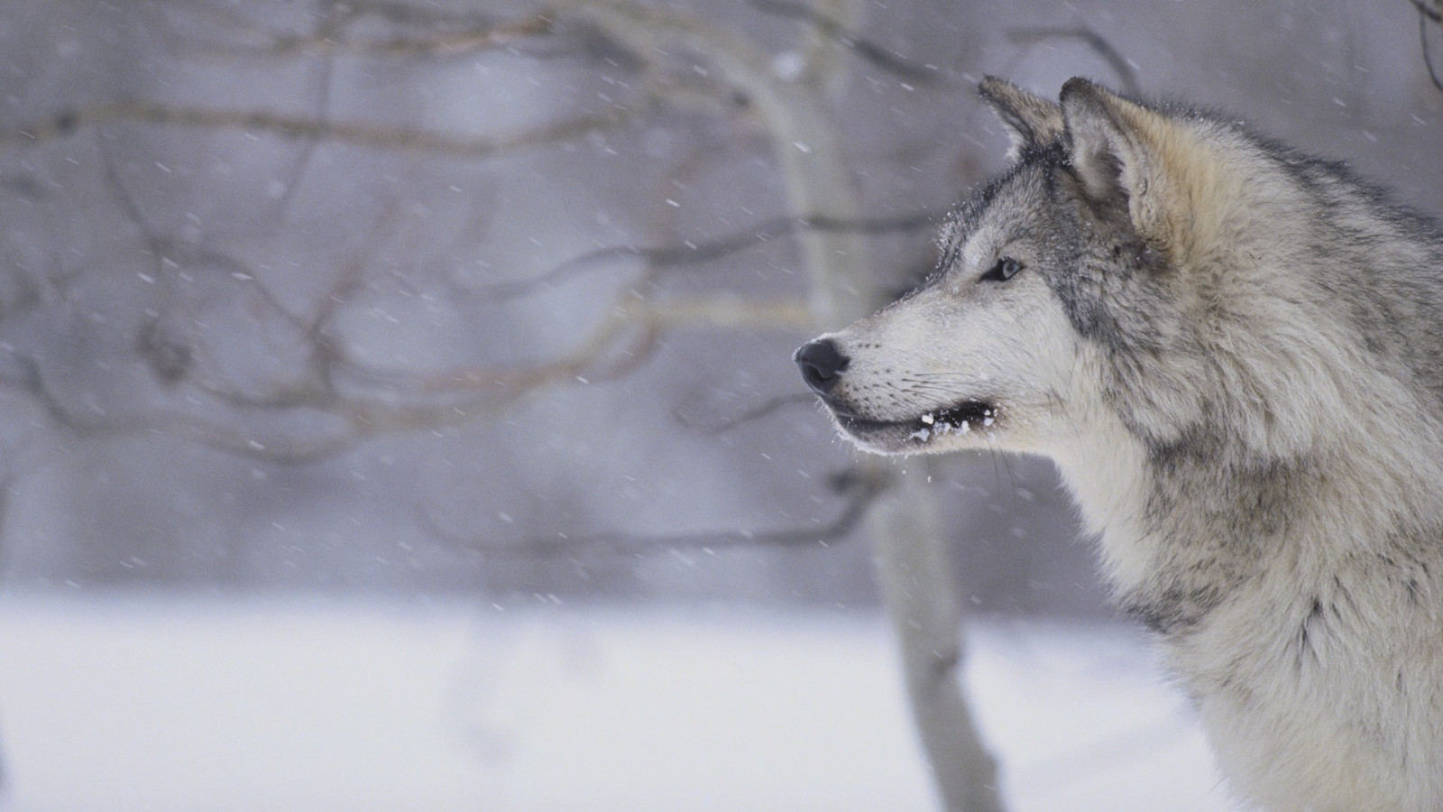 sne, vinter, ulv, Fryser, vejr, pattedyr, hvirveldyr, Ulvehund, Saarlooswolfhond, hund som pattedyr, hundens race gruppe, Grønland hund, tjekkoslovakisk ulvehund, canis lupus tundrarum