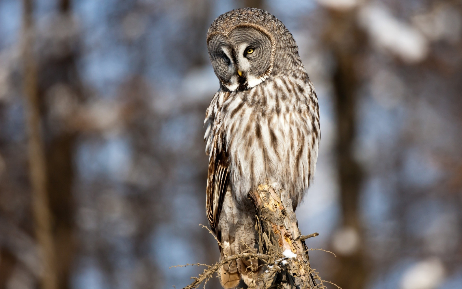 Hintergrundbilder : Vögel, Tiefenschärfe, Ast, Tierwelt, Raubvogel
