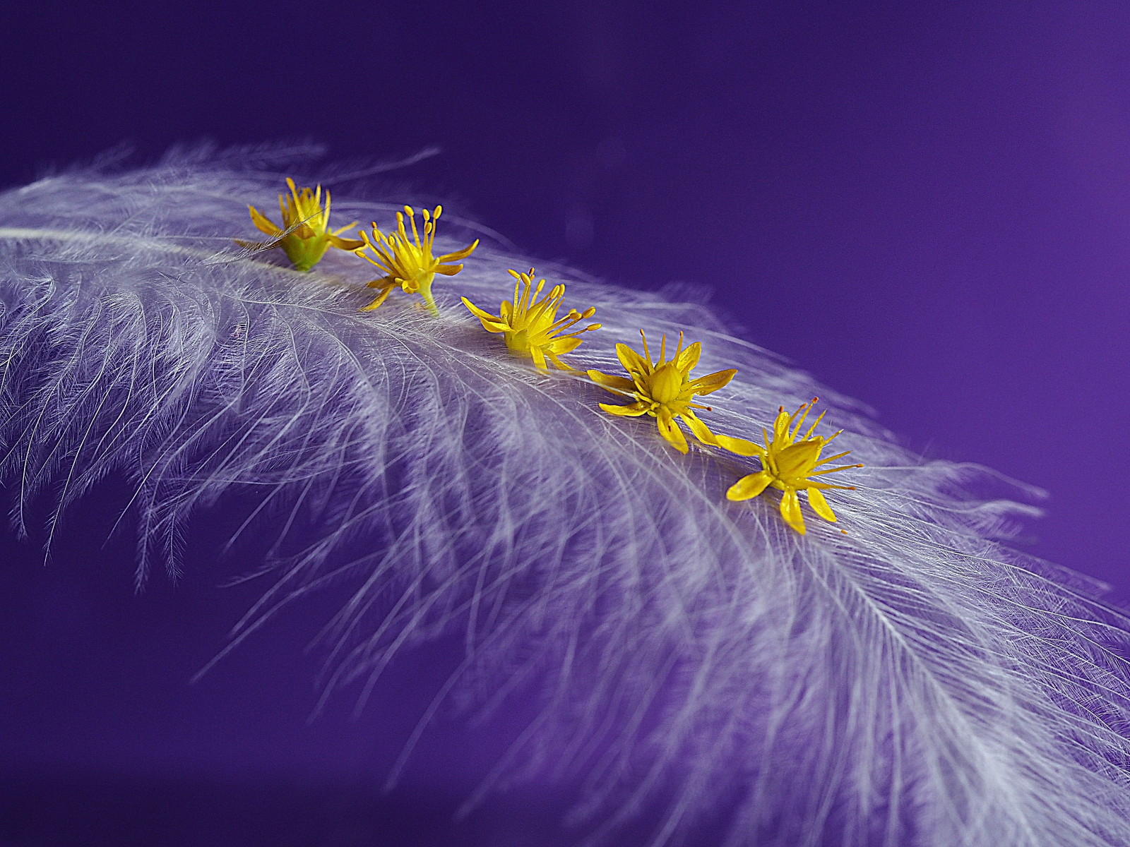 Fondos de pantalla plumas, Flores, Rockplant, Vida de stilllife