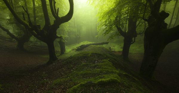 dead trees,forest,landscape,leaves,2048x1069 px,hills