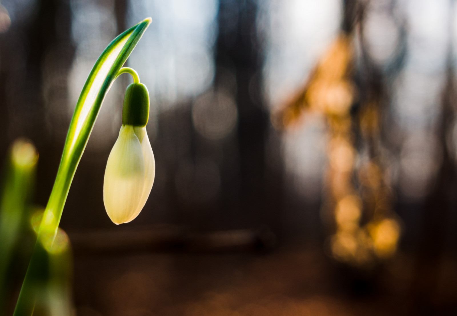 slunečnímu záření, krajina, světla, les, bílý, květiny, Příroda, zima, makro, zelená, žlutý, Německo, svítilna, bokeh, jaro, světlo, strom, scenérie, hloubka pole, podzim, list, Landschaft, květ, rostlina, osvětlení, osvětlení, flóra, dof, makro, natur, deutschland, sněženka, gr n, Wald, Herbst, Bloemen, Německo, lampa, blume, gelb, weiss, Landschap, Geel, vtip, natuur, bloem, blumen, Herfst, bos, lente, suchozemská rostlina, kvetoucí rostlina, zblízka, makro fotografie, galanthus, schneegl ckchen, Duitsland, lampen, VERLICHTING, groen, Beleuchtung, Fruhling, Herzogenrath, allemania, leuchte, sneeuwklokje, Wildnis, wormwildnis