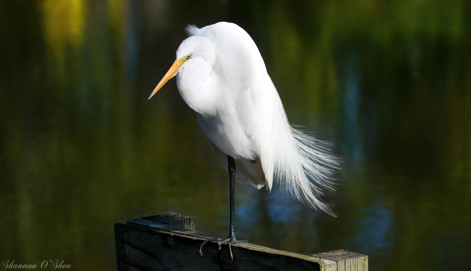 hvid, vand, natur, fjer, dyreliv, fødder, Canon, stående, næb, Florida, hejren, Orlando, flickr, fugl, hejre, greategret, vandfugle, birdyfeet, shannonroseoshea, Gatorland, shorebird, pelikanfugle, shannonosheawildlifephotography, shannonoshea, wwwflickrcomphotosshannonroseoshea, canoneosrebelt6i, canont6i, canonrebelt6i, rebelt6i, t6i, canon100400mm14556lis, skinnylegs, ciconiiformes, alligatorbreedingmarshandwadingbirdrookery, stor hejren, Lores, breedingplumage, standingononeleg, canoneost6i