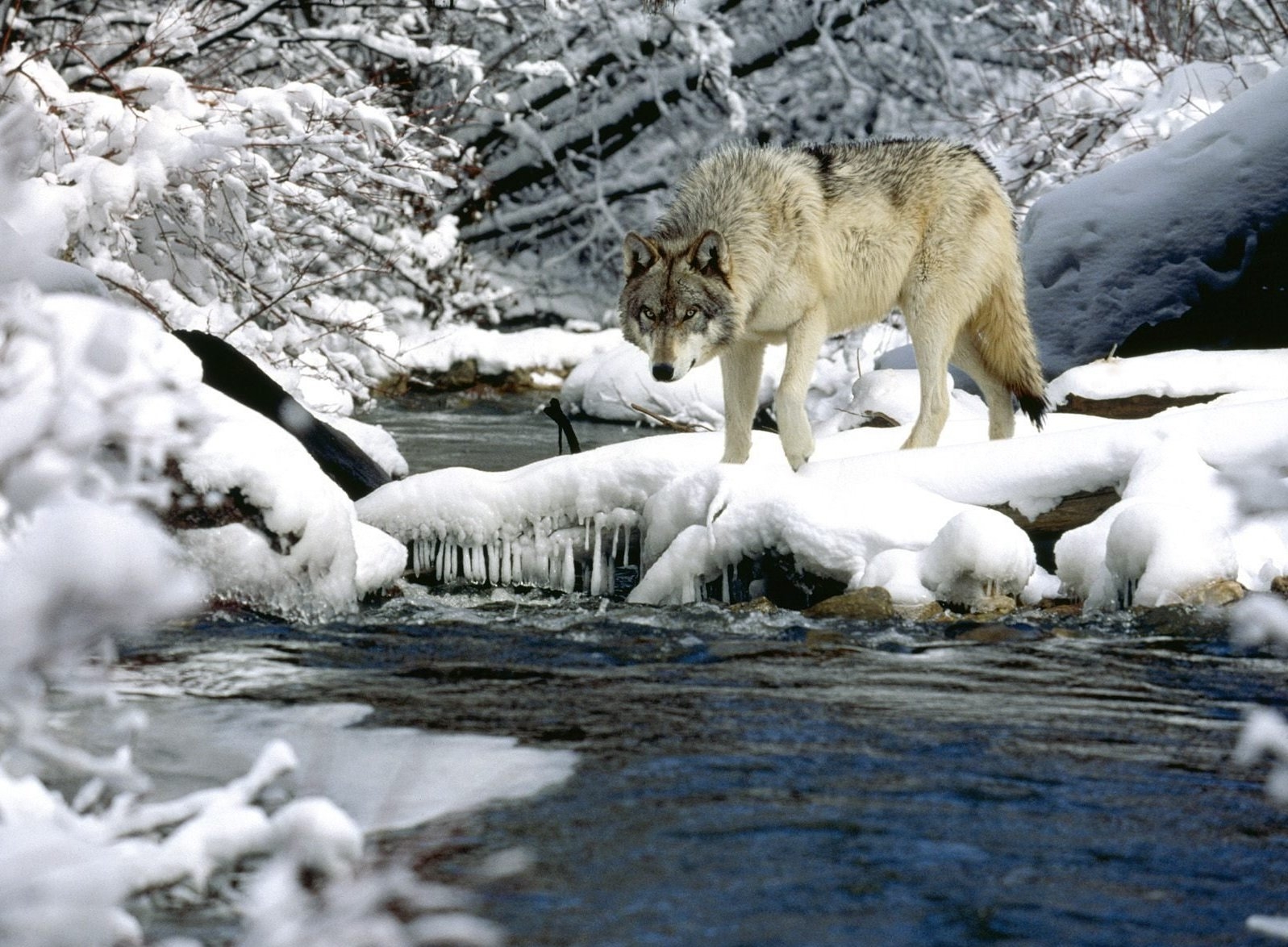 Wallpaper : water, river, snow, spring, wolf 1597x1174 - 4kWallpaper ...