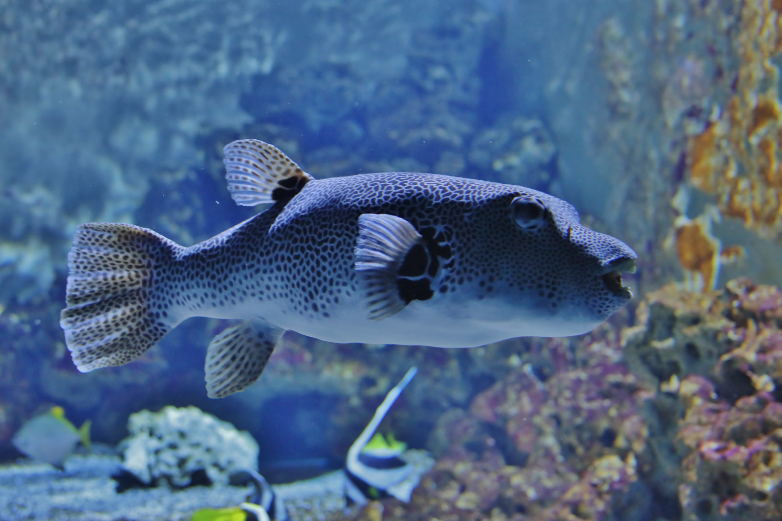 hugovonschreck, Unterwasser, fisch, Ryba, Mehlis, th Ringen, deutschland, canoneos5dsr, Německo, Evropa, tamronsp35mmf18divcusdf012