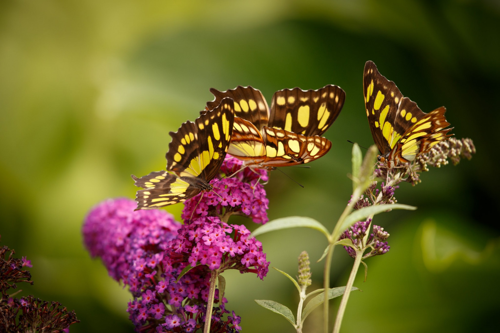 zvěř, růžové květy, květiny, Příroda, rostliny, fotografování, makro, větev, motýl, hmyz, květ, flóra, fauna, divoká rostlina, botanika, zblízka, makro fotografie, bezobratlý, členovců, nektar, včelí med, opylovači, můry a motýli, motýl monarcha