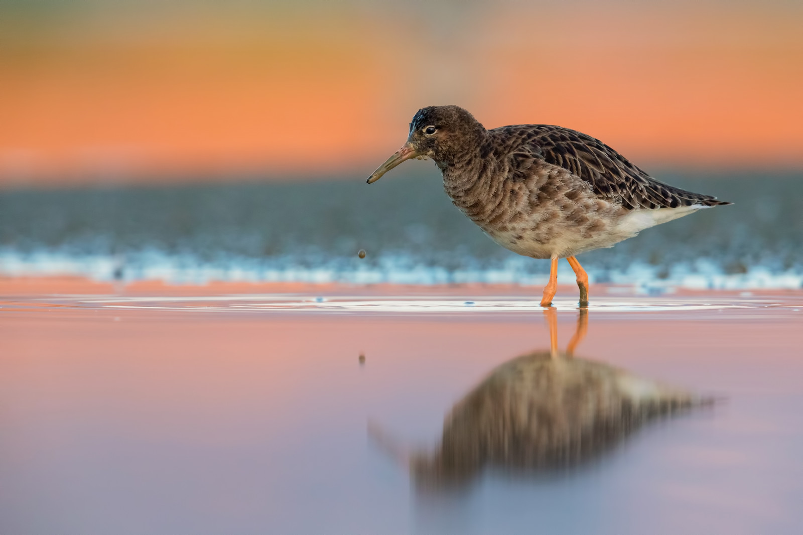 ptactvo, západ slunce, moře, jezero, voda, odraz, svítání, bláto, zobák, zvíře, pták, racek, fauna, obratlovců, Charadriiformes, shorebird, sandpiper, okruží, combattente, tmavý, calidrid