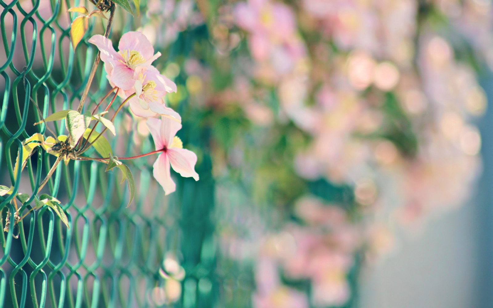 Wallpaper : 1920x1200 px, bokeh, rantai, pagar, bunga-bunga, Link ...