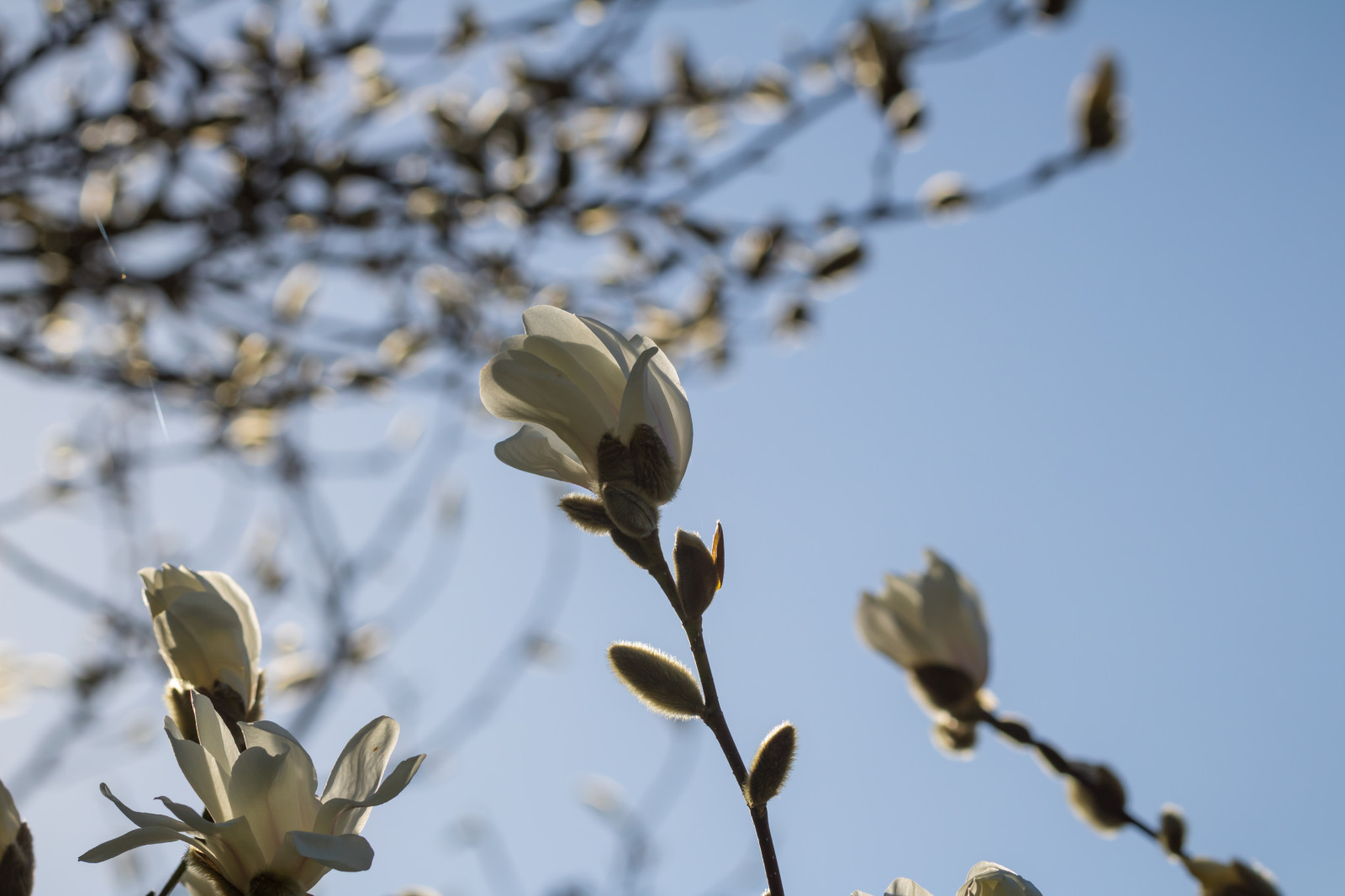 แสงแดด, ธรรมชาติ, ฤดูหนาว, สาขา, น้ำค้างแข็ง, เบ่งบาน, ฤดูใบไม้ผลิ, แมกโนเลีย, ต้นไม้, ใบไม้, ดอกไม้, ปลูก, ฤดู, พืช, ตา, Blomma, v r, ฤดูใบไม้ผลิ, Alnarp, กลีบดอก, อ่อนนุช, ดอกไม้ป่า, กิ่งไม้, พฤกษศาสตร์, โรงงานที่ดิน, พืชดอก, ใกล้ชิด, การถ่ายภาพมาโคร, ครอบครัวหญ้า