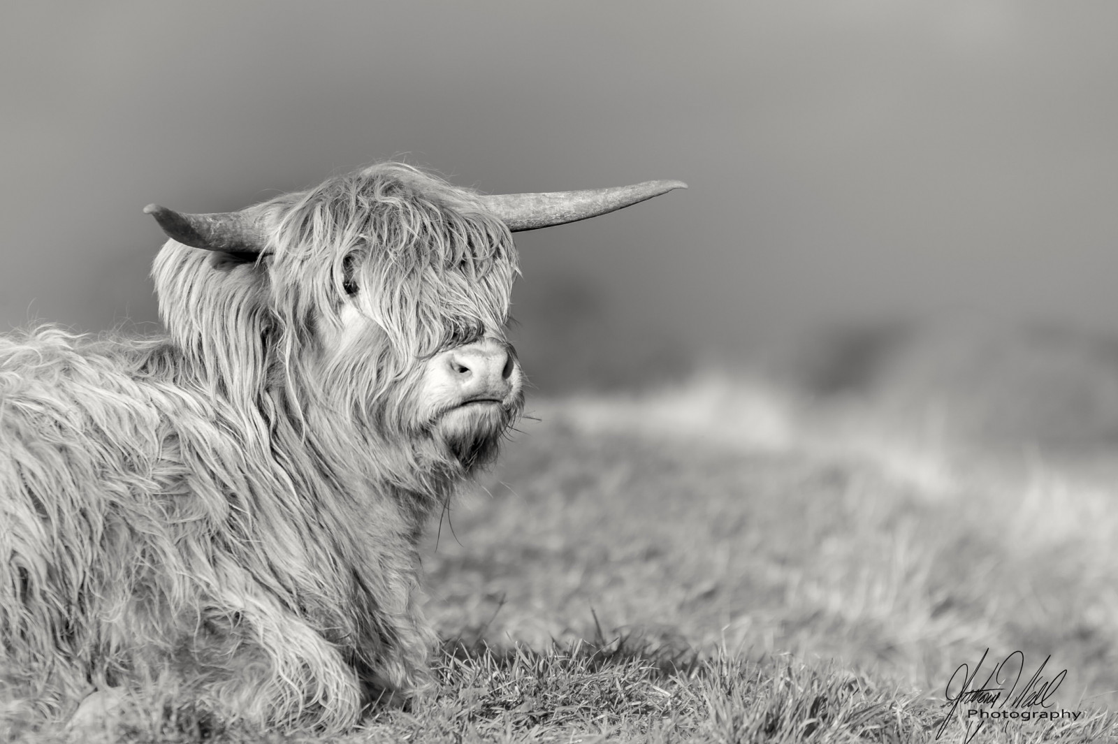 Baggrunde : ansigt, natur, græs, Mark, horn, tæt på, dyreliv, gård ...