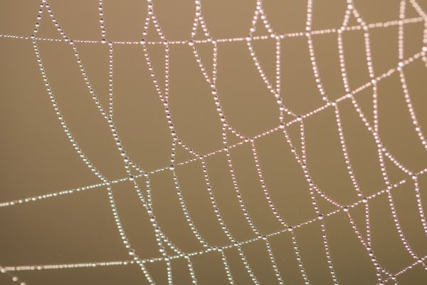 water, circle, spider, dew, Arachnid, drop
