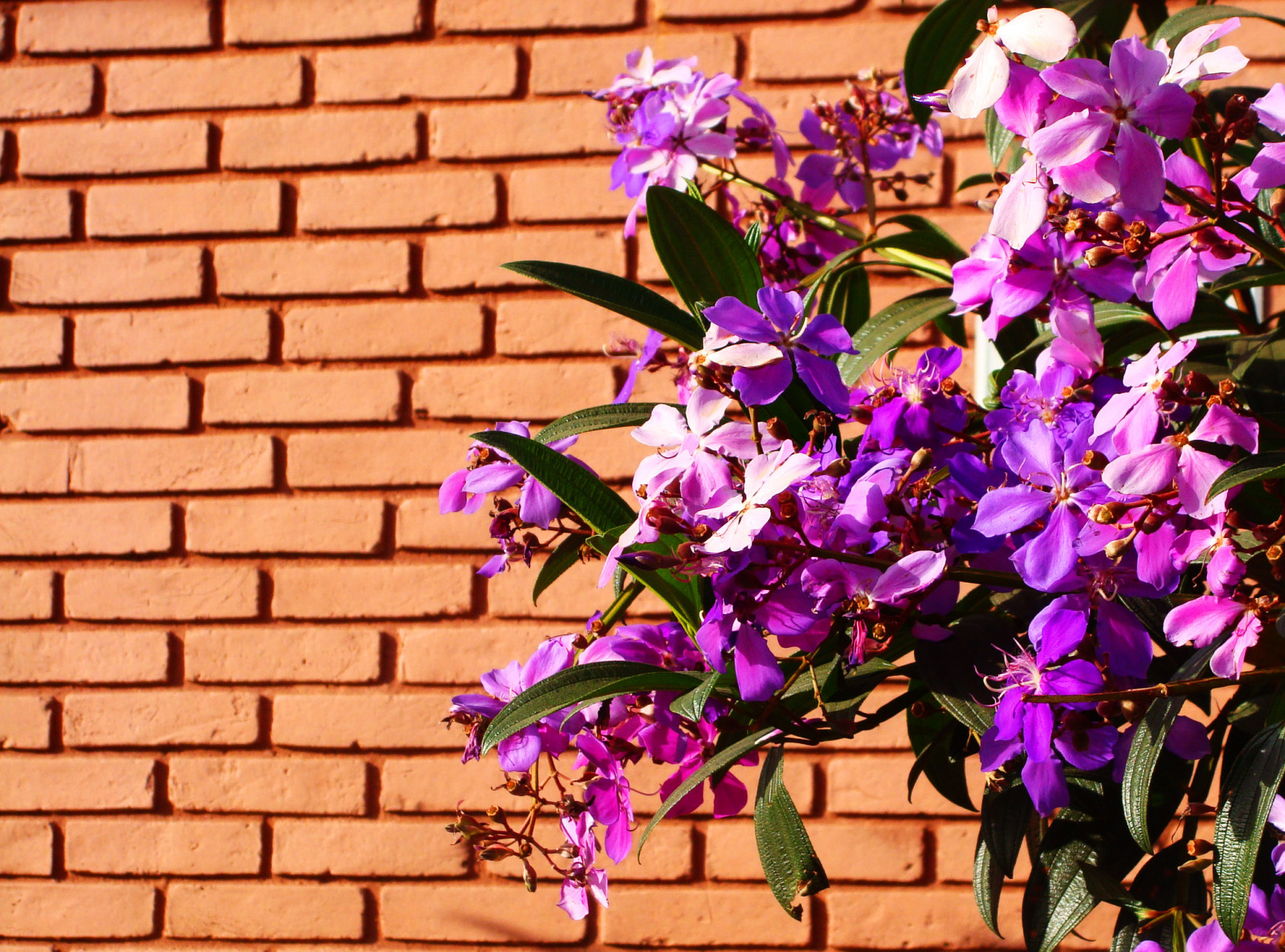 květiny, Červené, Brazílie, Příroda, čáry, Brasil, zahrada, Lístky, jaro, nachový, šeřík, cihlová zeď, Goiania, Goias, wonderfulworldofflowers