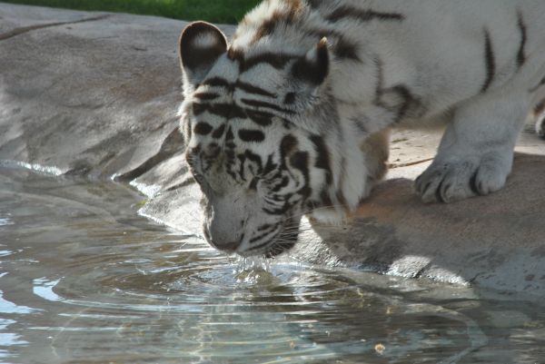 tiger,wildlife,big cats,Zoo,Jaguar,watering