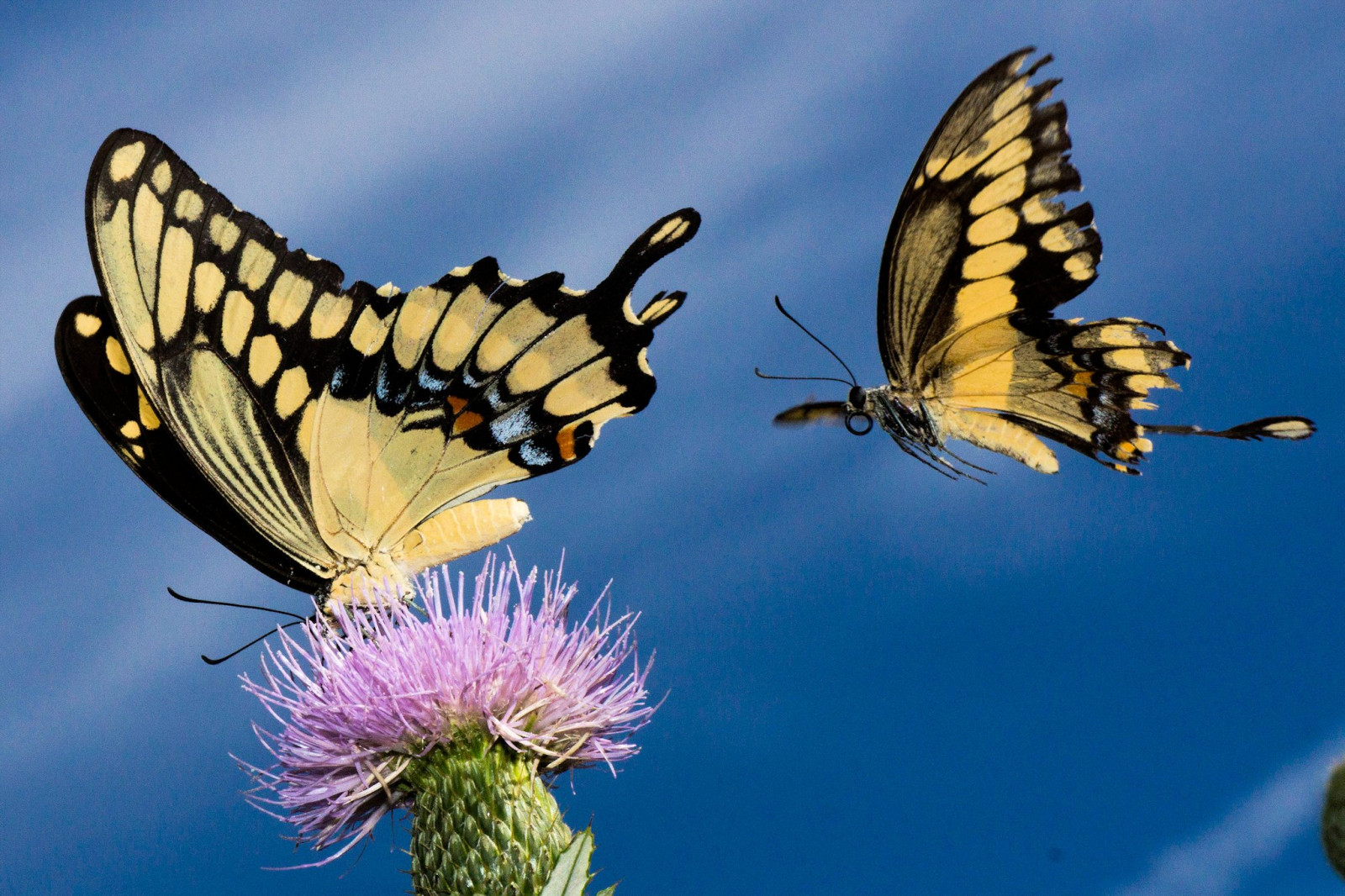 himmel, tiger, sommerfugl, insekt, østlige, blomst, sommerfugle, NGC, computer tapet, makrofotografering, hvirvelløse, organisme, nektar, bestøver, møl og sommerfugle, lycaenid, monark sommerfugl, Pieridae, børste footed sommerfugl, svalehale, papilio, Glaukos