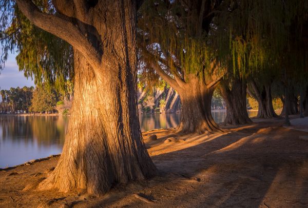 longexposure,trees,light,sunset,lake,reflection