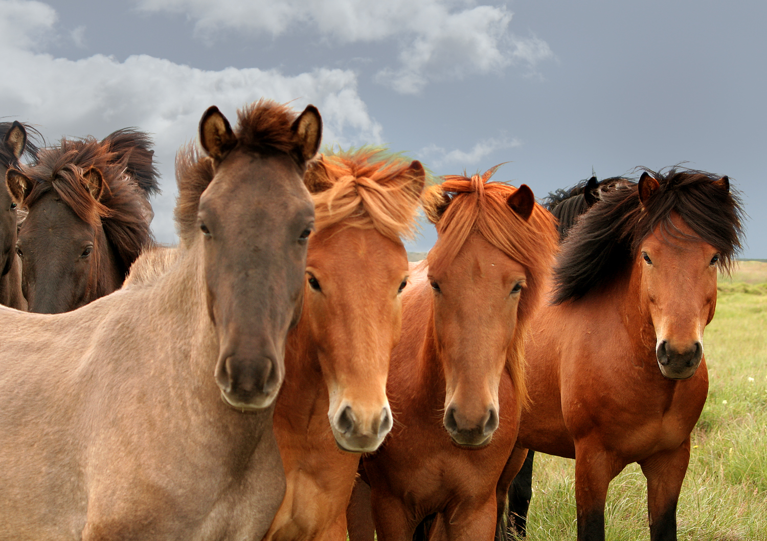 kůň, tráva, Volně žijících živočichů, ostrov, Island, step, Hříbě, lučina, prozkoumat, hospodářská zvířata, koně, pastvina, hříbě, stádo, kobyla, abigfave, fauna, natureselegantshots, blueribbonwinner, goldstaraward, fineartphotos, 350D, sailsevenseas, paololivornosfriends, visiongroup, selectbestfavorites, kartpostal, searchthebest, updatecollection, Galope, goldmedalwinner, hestar, slenskihesturinn, annagu mundsd ttir, čenich, hříva, kůň jako savci, hřebec, mustang kůň, canoneos350d, ekoregion, Icelandichorses, Shutterboxawardwinner2ndplace, horse supplies