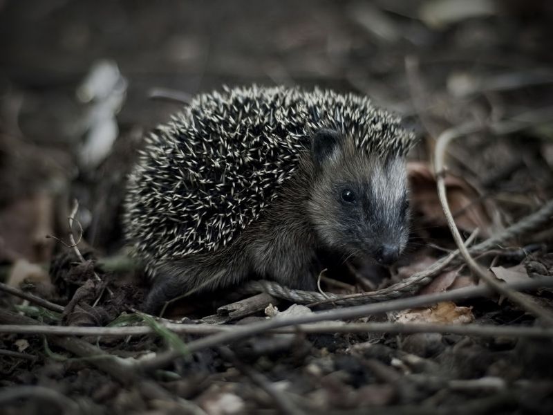 1600x1200 px, animals, hedgehog 1600x1200 px, animals, hedgehog