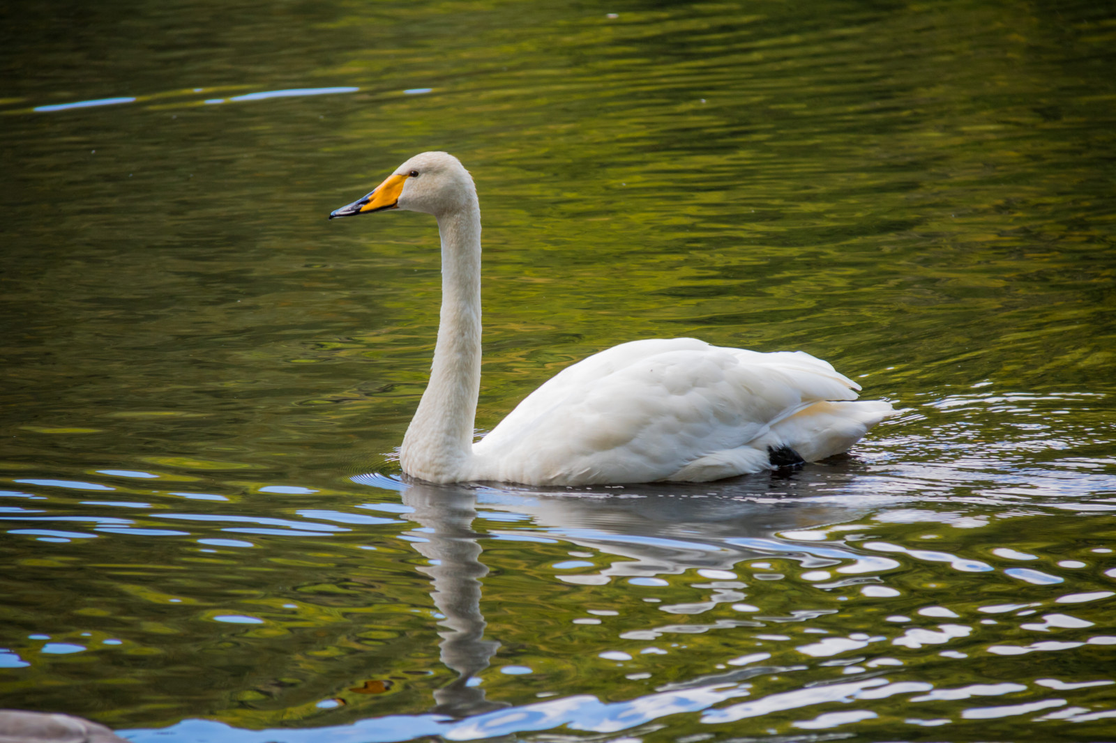 water, nature, reflection, wildlife, swan, beak, bird, svan, exif model canoneos760d, geocountry, camera make canon, geocity, camera model canoneos760d, geostate, geolocation, exif lens efs18200mmf3556is, exif aperture 56, exif focallength 200mm, exif make canon, sk ralid, s der sen, exif isospeed 500, s ngsvan, nationalpark, cygnuscygnus, whopperswan, fauna, waterfowl, vertebrate, water bird, ducks geese and swans