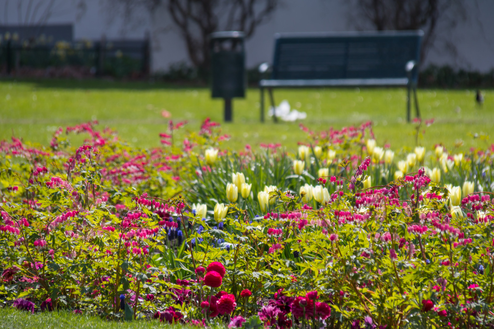 sollys, have, natur, græs, parkere, Mark, grøn, blomst, efterår, blad, blomst, plante, sæson, tulipan, flora, blomma, malmø, Slottsparken, Tulpan, blødende hjerte, l jtnanshj RTA, eng, wildflower, græsplæne, skov, botanik, blomstrende plante, Busk