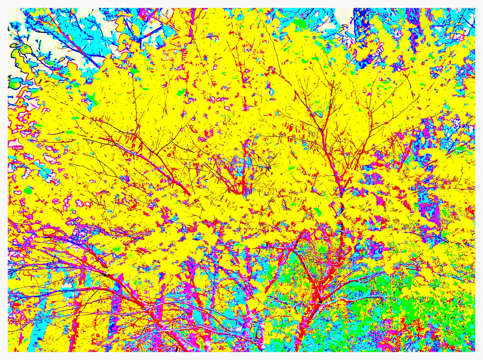 strom, rostlina, flóra, list, UMĚNÍ, větev, organismus, vzor, květ, kvetoucí rostlina, tráva, font
