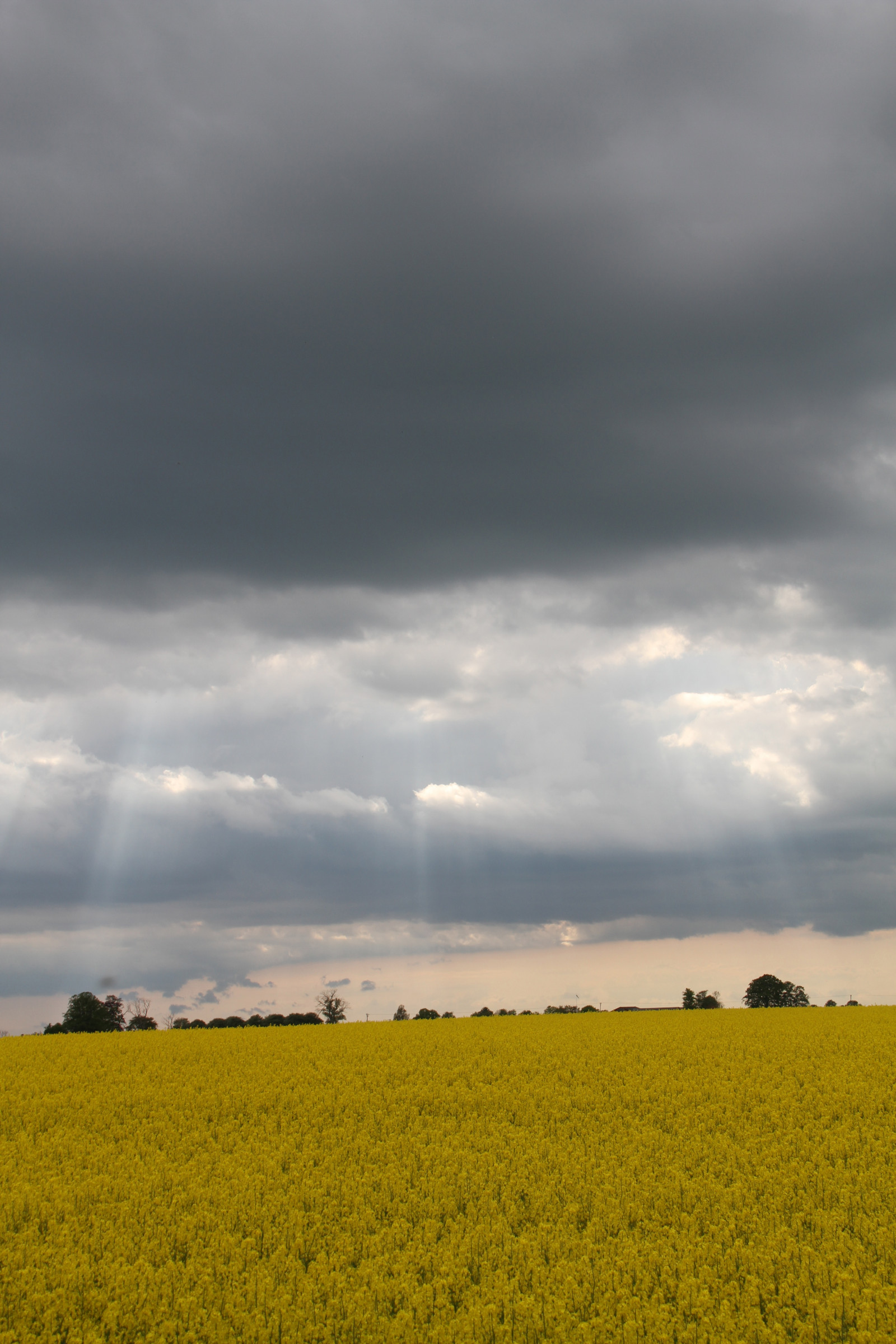 slunečnímu záření, krajina, jídlo, Příroda, tráva, nebe, pole, žlutý, ráno, slunce, horizont, řepkového, mrak, květ, lučina, rostlina, znásilnění, nárazy, řepka, zemědělství, louka, prostý, prérie, oříznutí, venkov, vyrobit, suchozemská rostlina, kvetoucí rostlina, tráva rodina, zeleninový, meteorologický jev, brassica, hořčice závod