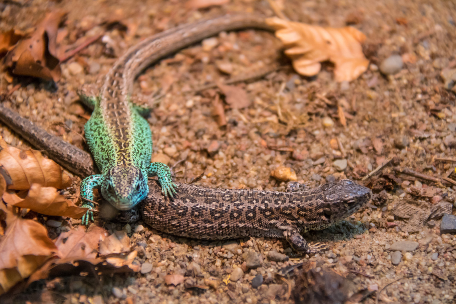 สัตว์, สวนสัตว์, lizzard, djur, สำหรับ, ตำแหน่งทางภูมิศาสตร์, djurpark, sk nesdjurpark, geocity, กล้องทำให้ Canon, exif ทำให้ canon, Sandlizzard, ประเทศธรณีวิทยา, geostate, เลนส์ Exifs efs18200mmf3556is, ความยาวคลื่น exif 190 มม, ทรายสำหรับ, รูรับแสง 56, exif isospeed 1000, กล้องรุ่น canoneos760d, exif model canoneos760d