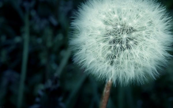 1280x800 px,dandelion,nature,plants