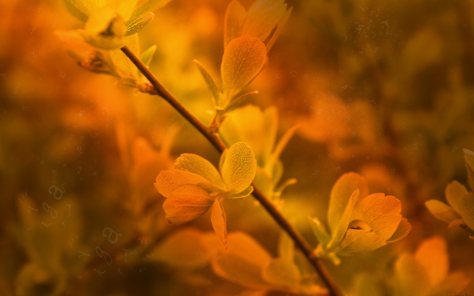 แสงแดด, ใบไม้, ธรรมชาติ, สาขา, สีเหลือง, เบ่งบาน, ต้นไม้, ฤดูใบไม้ร่วง, ใบไม้, ดอกไม้, ปลูก, พืช, กลีบดอก, ดอกไม้ป่า, พฤกษศาสตร์, ใกล้ชิด, การถ่ายภาพมาโคร, ต้นกำเนิด