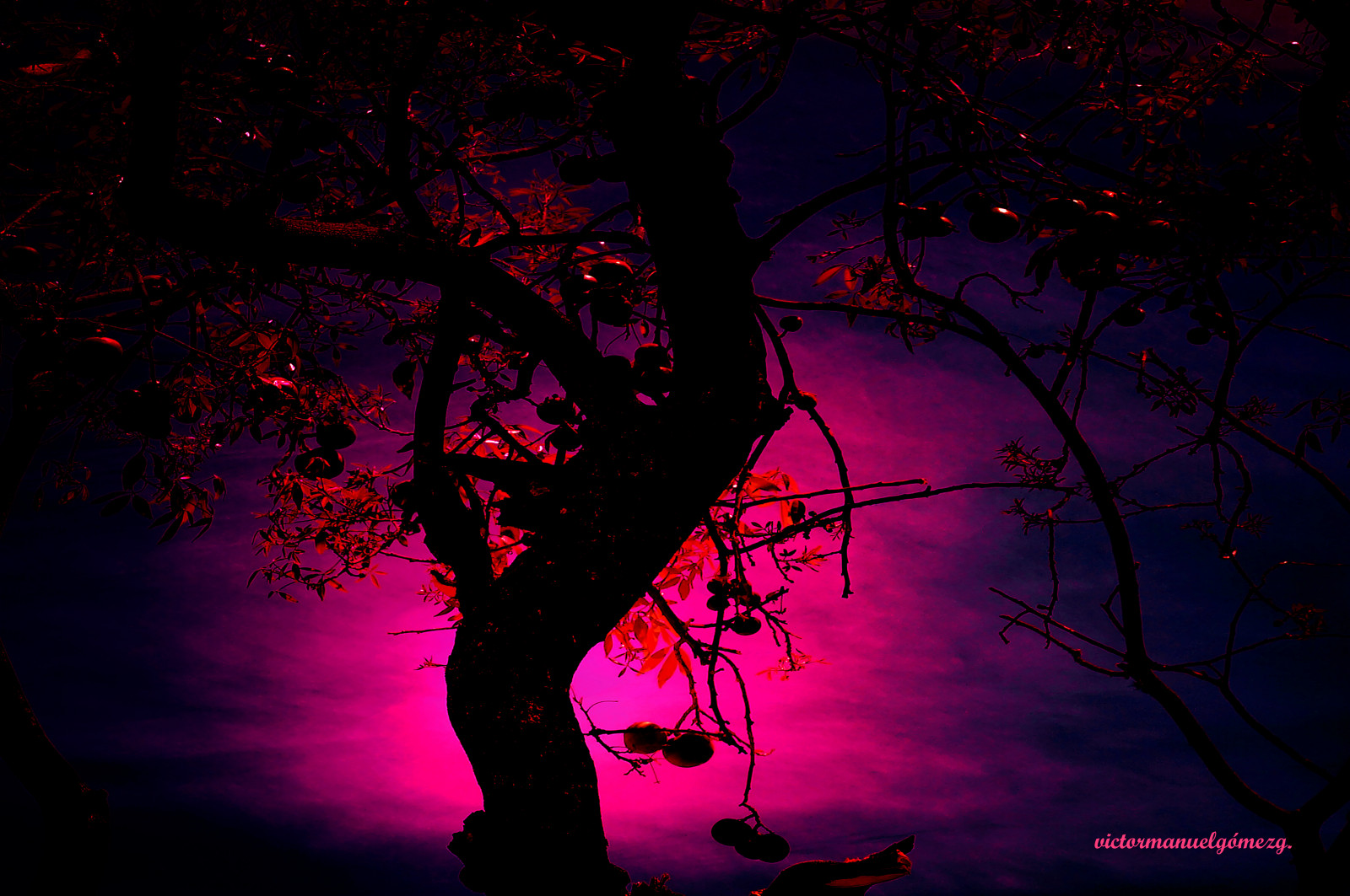 noc, Mexiko, půlnoc, světlo, strom, noche, arbol, ovoce, tma, digitální umění, siluetas, artedigital, quer taro, victormanuelg mezg, silohuettes, frutas