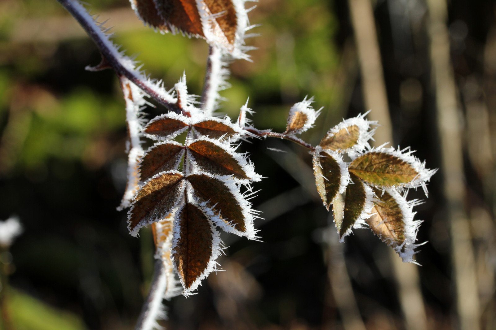 Blatt, Flora, Ast, Nahansicht, Zweig, Frost, Frühling, Pflanze, Pflanzenstamm, Winter