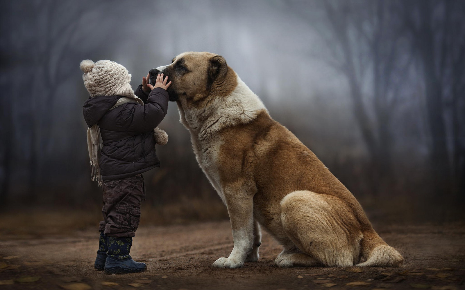 森林, 子供, 犬, 野生動物, 子犬, 哺乳類, 1920x1200 px, 脊椎動物, 哺乳類のような犬