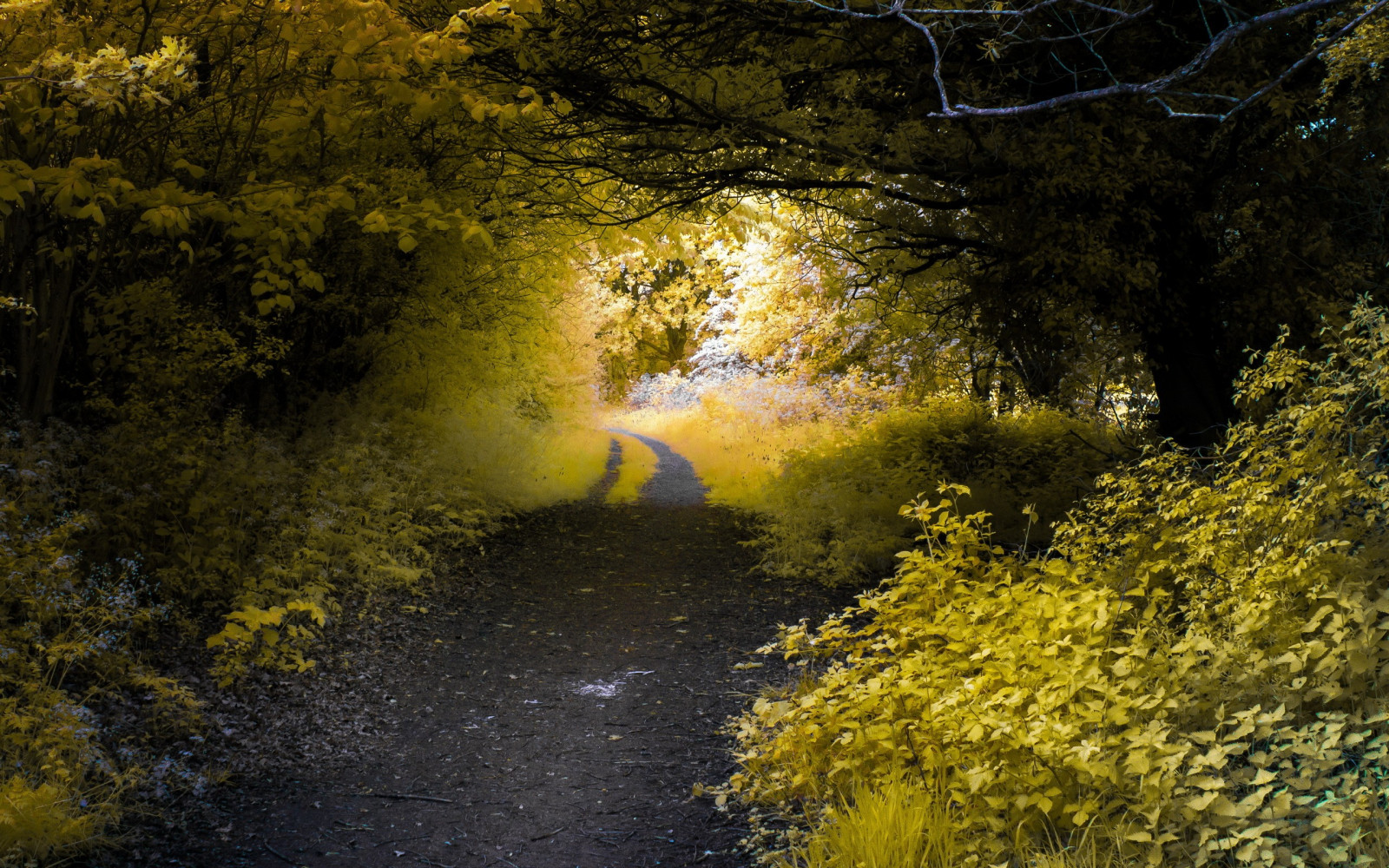luce del sole, alberi, paesaggio, foresta, natura, riflessione, ramo, verde, giallo, sera, mattina, fiume, leggero, albero, autunno, foglia, fiore, pianta, stagione, bosco, habitat, ambiente naturale, fenomeno atmosferico, pianta legnosa