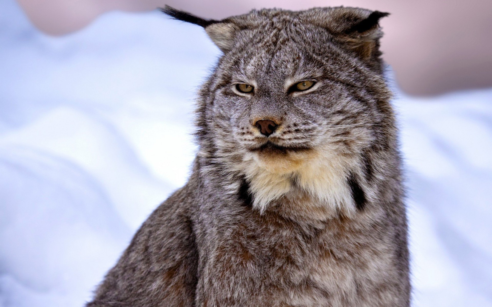1920 x 1200 px, Lynx, neige, hiver