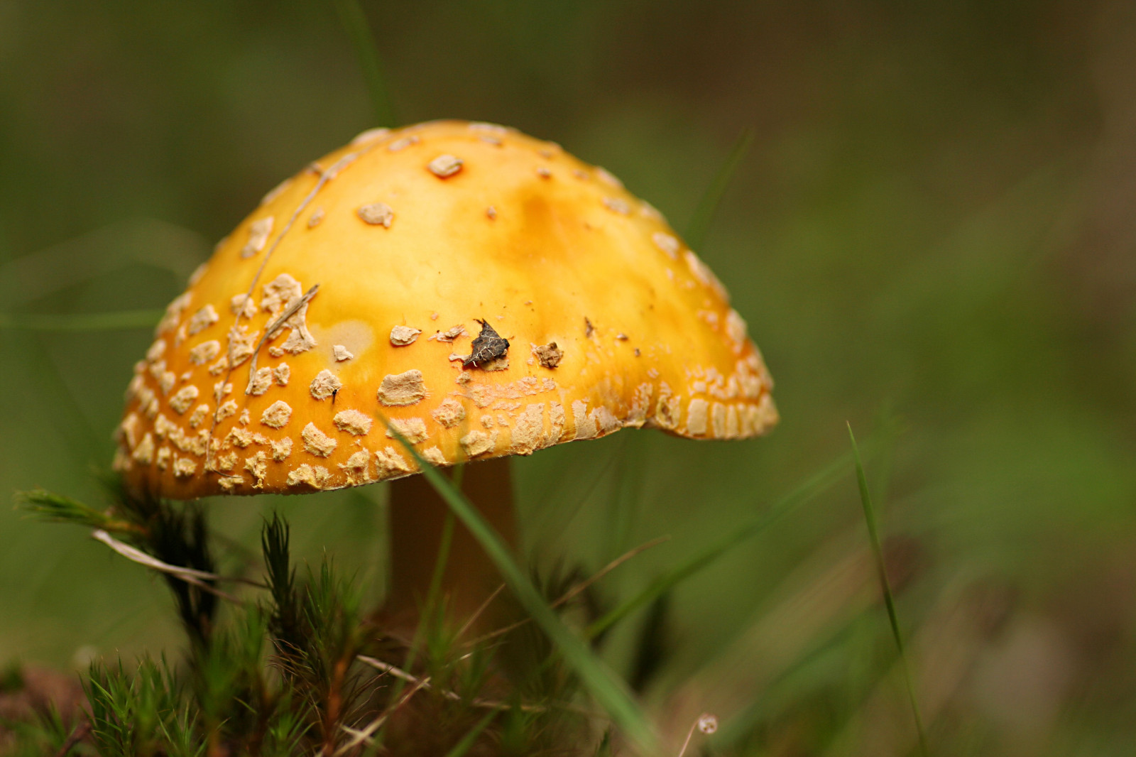 les, Příroda, dřevo, detailní, makro, houba, zelená, žlutý, Kánon, Kanada, přízemní, houba, podzim, list, květ, rostlina, flóra, fauna, houby, zblízka, makro fotografie, závod stonek, léčivý houba, nový Brunswick, agaric, muchomůrka, chickadeecarole, wildmushroom