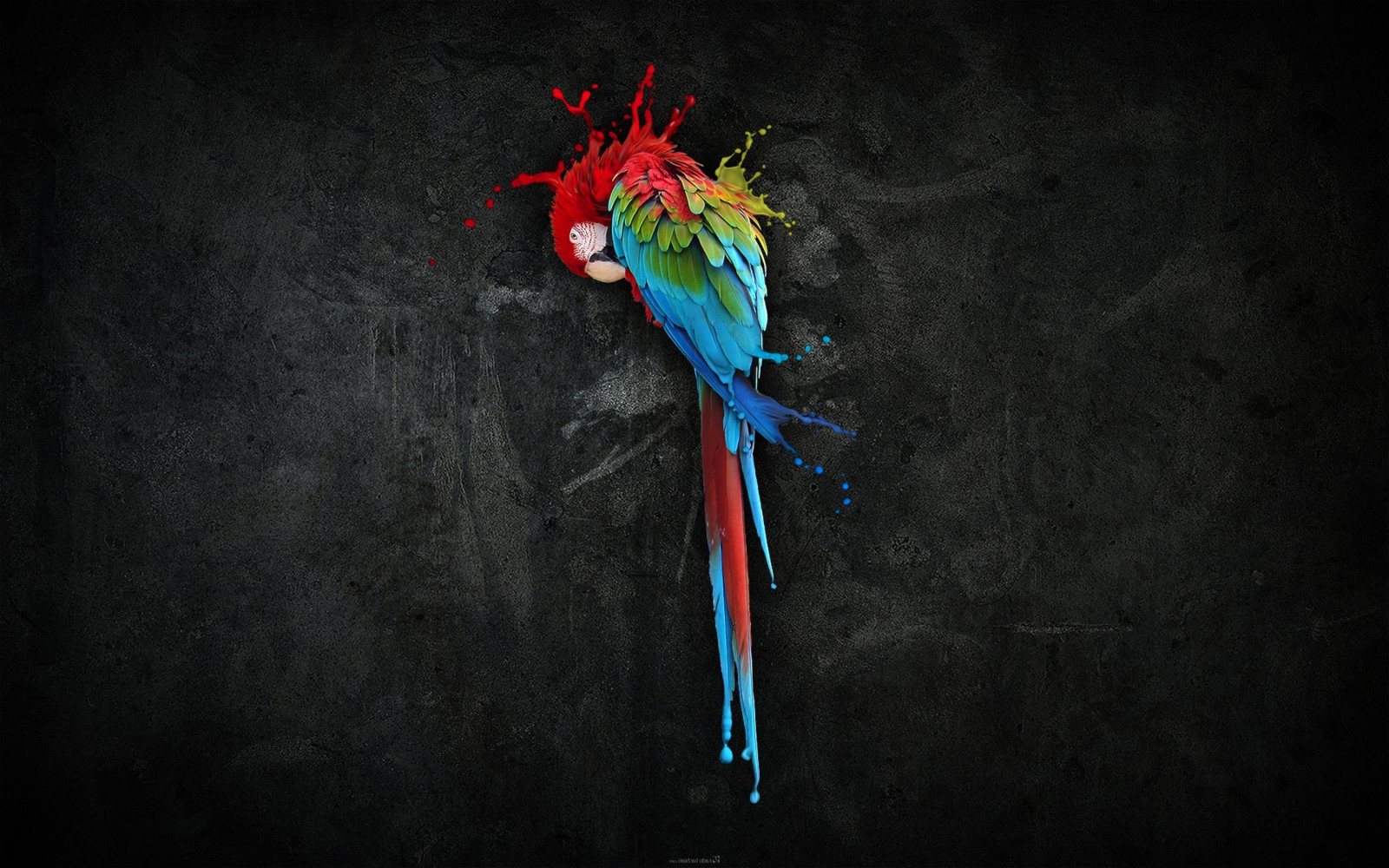 Černá, fantasy umění, Červené, zelená, modrý, ara, UMĚNÍ, barva, květ, tma, Snímek obrazovky, 2560x1600 px, počítač tapeta