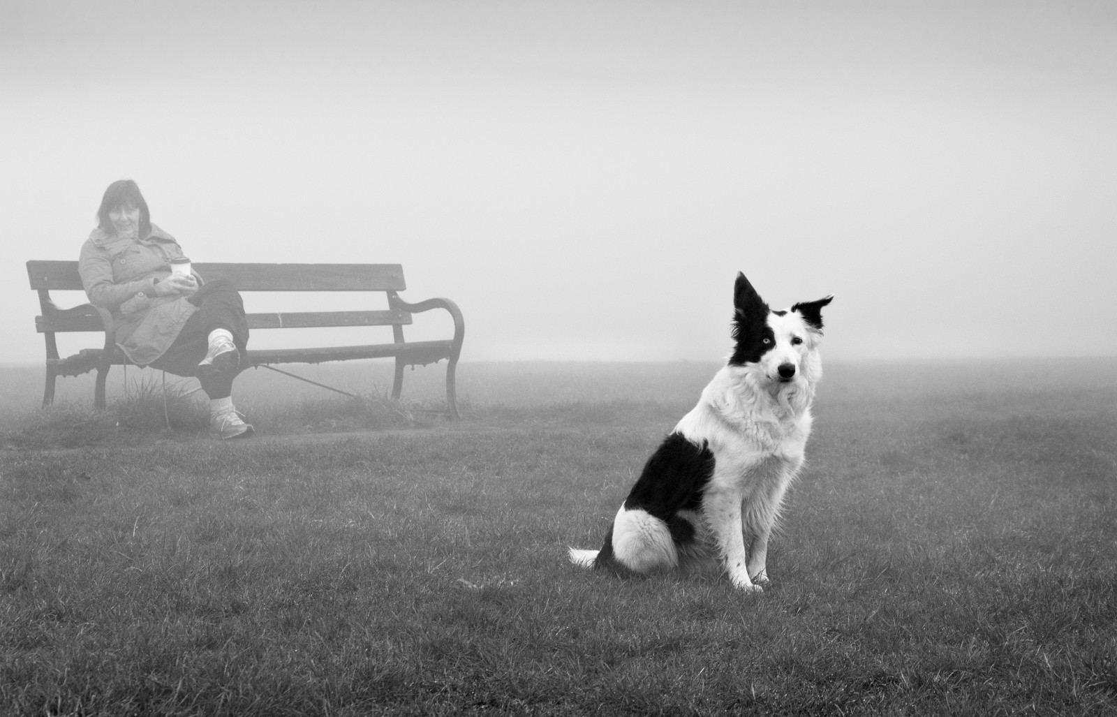 Pes, mlha, mlhavý, mlha, lavice, downs, Bristol, naděje, přítel, kolie, čekání, Sedadlo, mlhavý, vítěz, trpělivost, věrnost, Matchpoint, t481