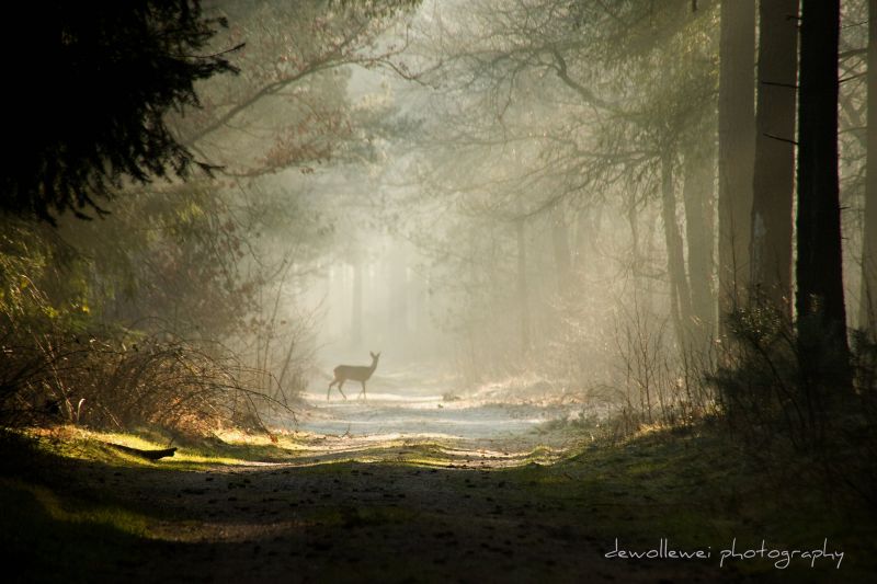 Příroda, les, ekosystém, zálesí, mlha, světlo