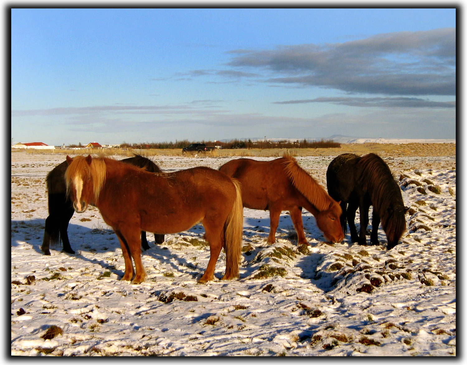 hest, himmel, dyreliv, Island, Anna, kubisme, steppe, græsarealer, husdyr, heste, græs, flok, hoppe, naturesfinest, abigfave, theperfectphotographer, platinumheartaward, theunforgettablepictures, naturesgallery, superbmasterpiece, golddragon, platinumphoto, diamondclassphotographer, goldstaraward, colourartaward, flickrsbest, Supershot, ysplix, themoulinrouge, canonpowershots1is, excellentphotographerawards, ranch, Hestar, slenskihesturinn, topcontacts, annagu mundsd ttir, økosystem, snude, manke, hest som pattedyr, hingst, mustang hest, græsning, økoregion, llovemypic, goldenphotographeraward, icelandichorses, fdream