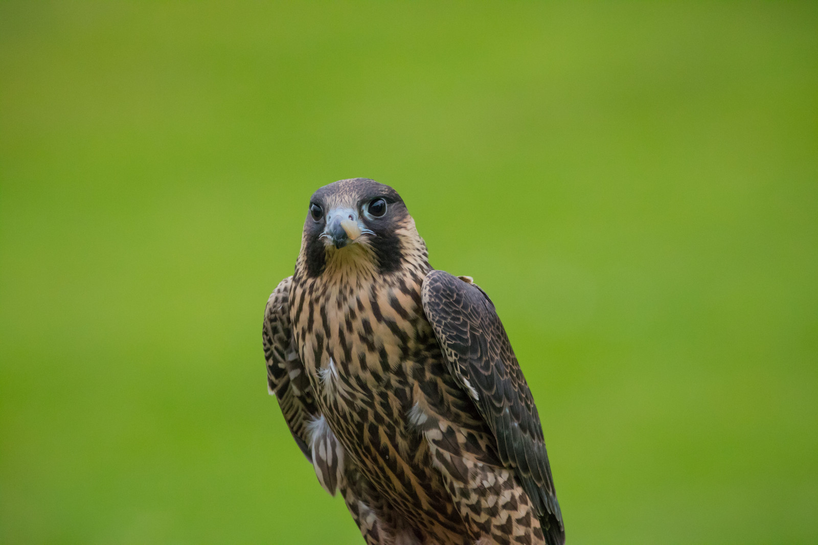 natura, natura, uccello rapace, Danimarca, becco, Falco, uccello, falco, birdofprey, Danmark, modello canoneos760d exif, geocountry, Marca fotocamera Canon, Geocity, modello di fotocamera canoneos760d, geostate, geolocalizzazione, apertura exif 56, exif fare canon, exif ISOSPEED 3200, ef70300mmf456lisusm lente exif, exif focalLength 300 millimetri, gel rovf, falkonerg rden, falkonergaarden, falk, falcocherrug, lannerfalcon, falcobiarmicus, slagfalk, lannerfalk, poiana, ala, fauna, appollaiati uccelli, vertebrato, avvicinamento, Accipitriformi