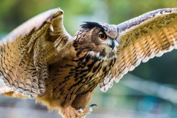 wings, wildlife, bird of prey, owl, beak, Falcon