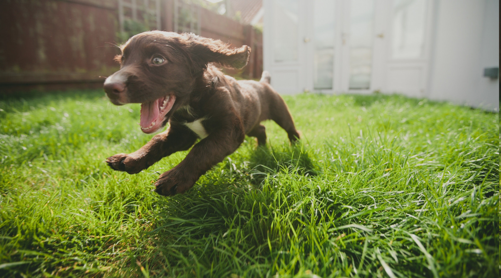 Wallpaper grass, baby animals, Run, Labrador Retriever, puppy