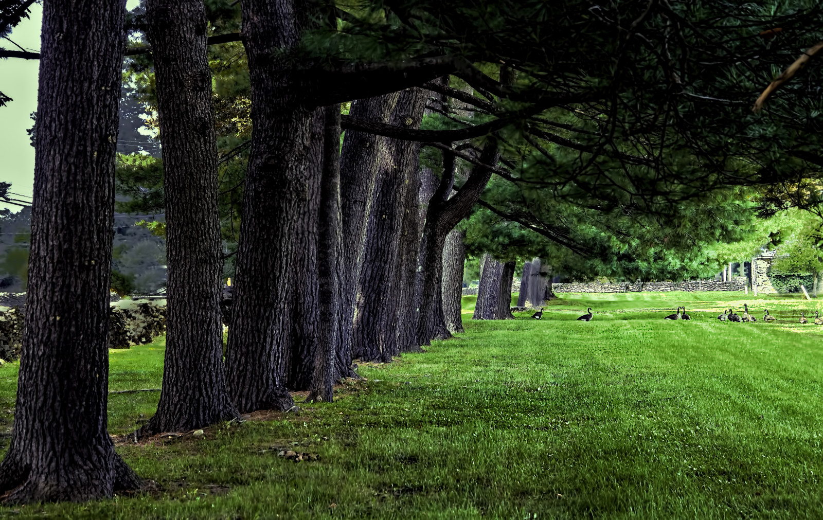 slunečnímu záření, stromy, krajina, les, ptactvo, zahrada, Příroda, tráva, park, zelená, husy, strom, podzim, list, květ, rostlina, trávník, zálesí, háj, venkov, místo výskytu, přírodní prostředí, botanika, dřevina, ekosystém, keř, opadavý, FDR
